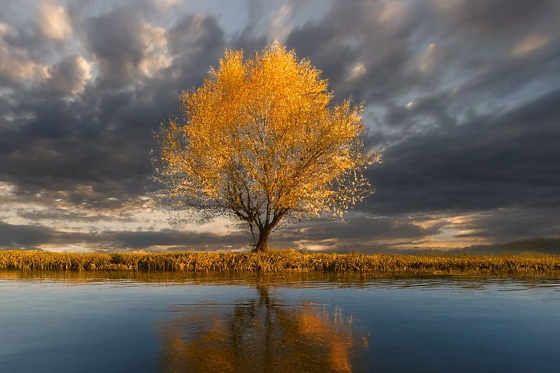 l'arbre d'or par Christina Bauer Photos