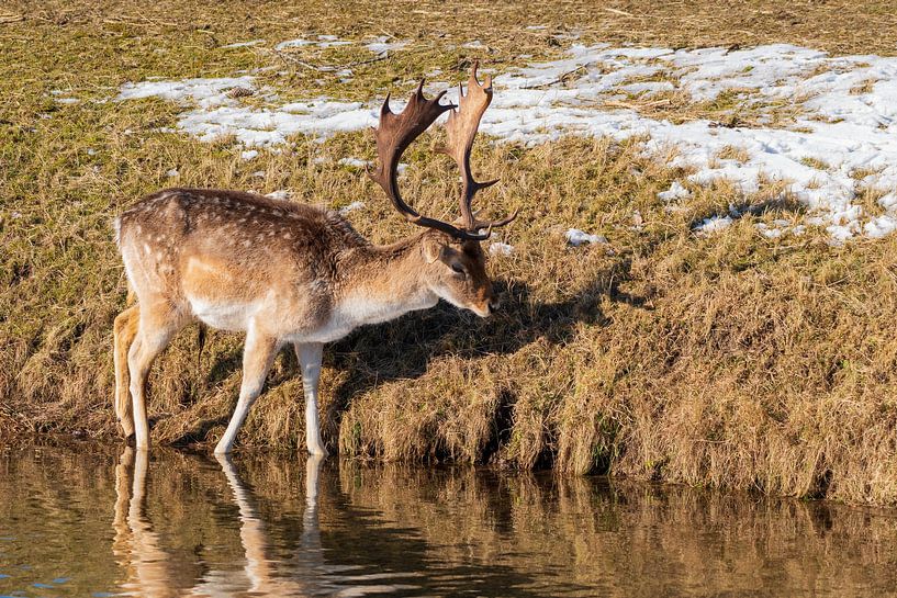 Damhirsch AWD von Merijn Loch