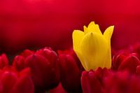 Le jaune dans le rouge