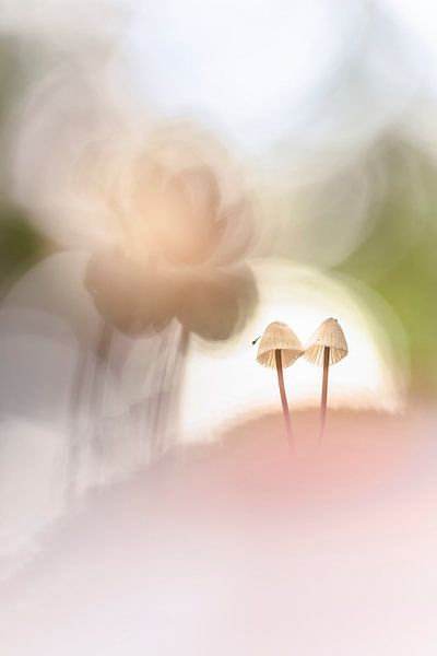 A couple of mushrooms in fine pastel shades by Bob Daalder