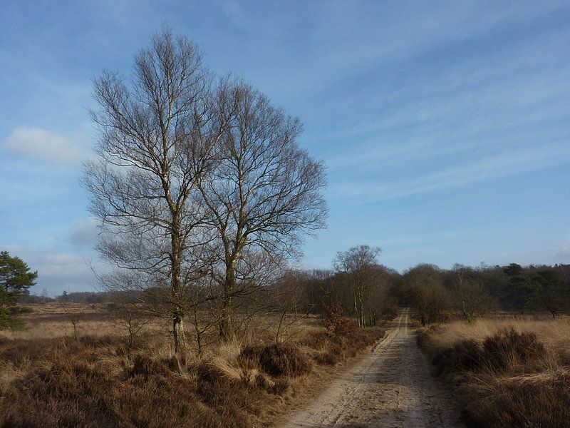 Wandeling Hoogbuurloo von Ad Steenbergen
