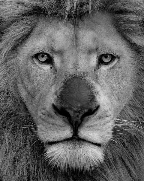 Witte leeuwenkoning portret zwart wit van Patrick van Bakkum