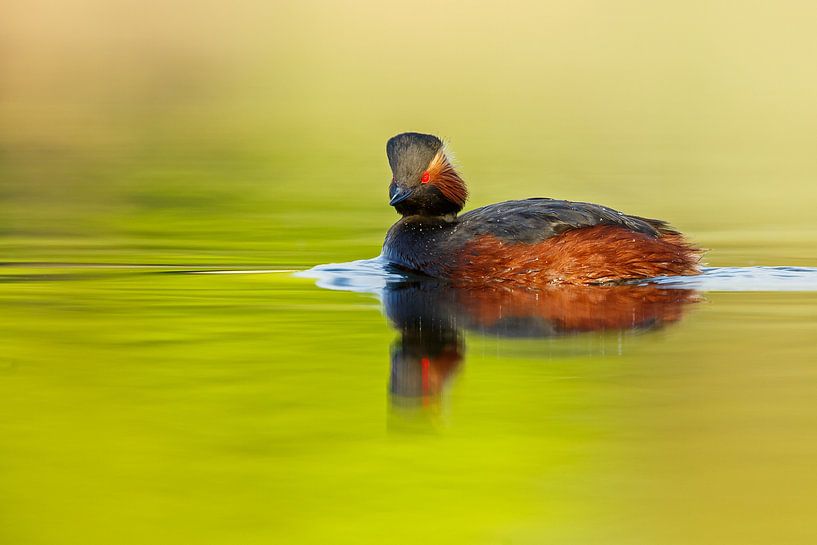 black necked grebe by Menno Schaefer