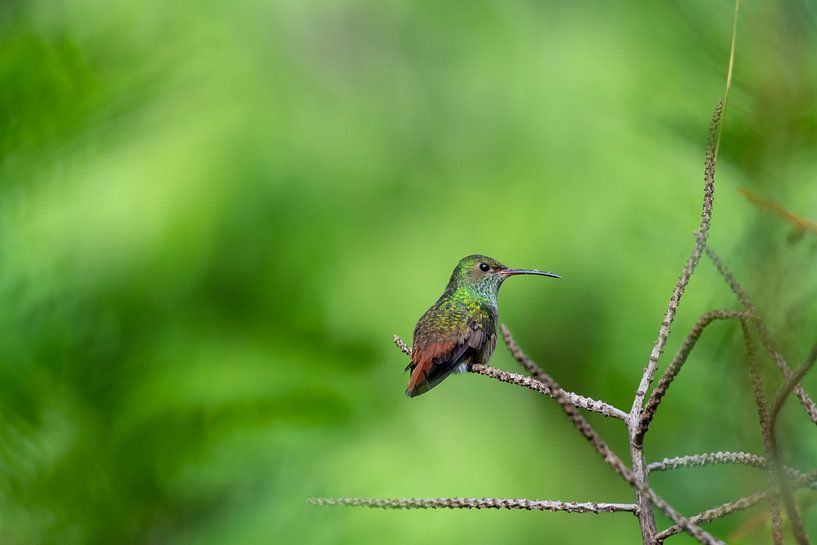 Kolibri by Merijn Loch