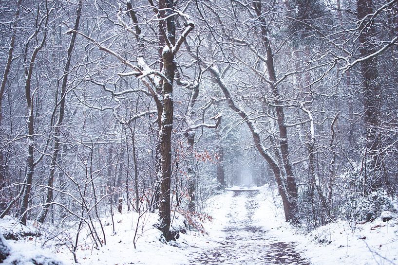 Winter 2021 in the Zeisterbos by Peter Haastrecht, van