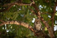 Schultern zurück, Brust raus