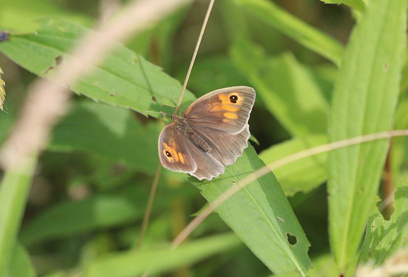 Großes Ochsenauge von Matthias Brix