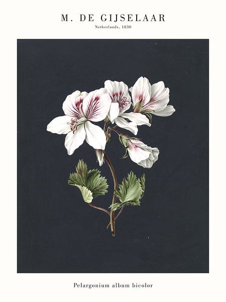 M. de Gijselaar - Pelargonium album bicolor von Old Masters