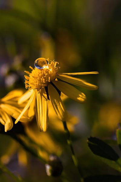 Frühling von Pixel4ormer