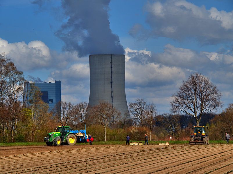 Asparagus Harvest by Edgar Schermaul