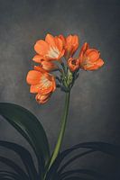 Clivia