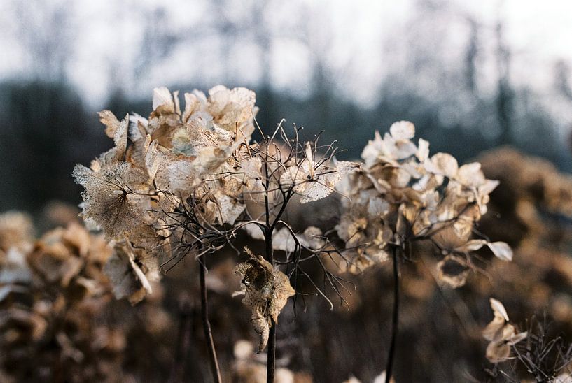 Winter im Kralinger Wald von Pieter Wolthoorn