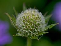 Flower with dewdrops bloomed still life macro