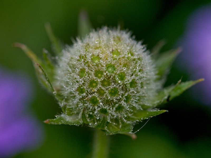 Fleur avec gouttes de rosée en floraison, nature morte macro par AudFocus - Audrey van der Hoorn