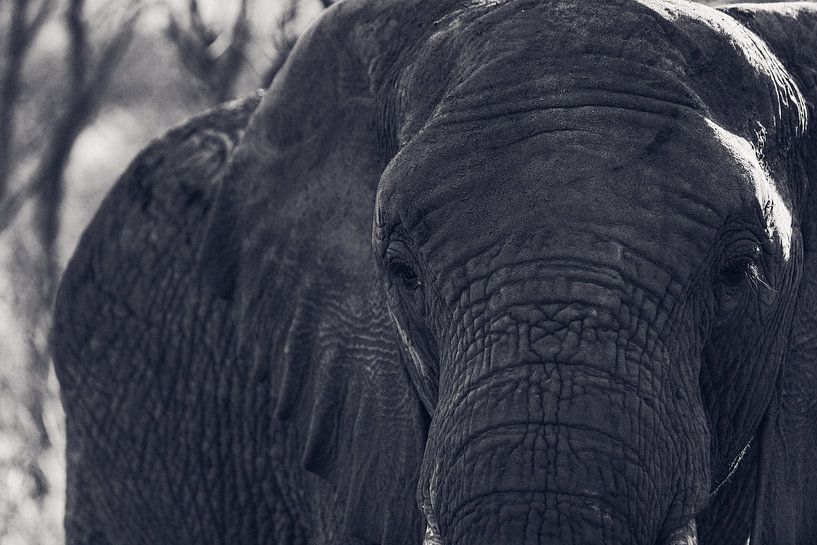 Gros plan d'un éléphant par Capture the Light