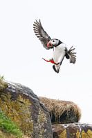 puffin in flight