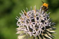 Bij op distel