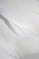 die Schönheit der Federn (1)