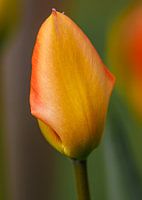 Le premier jour de la tulipe