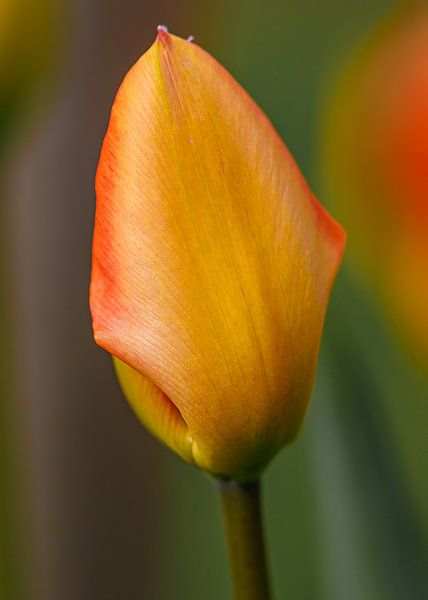 Le premier jour de la tulipe par Ronald Kehrwieder