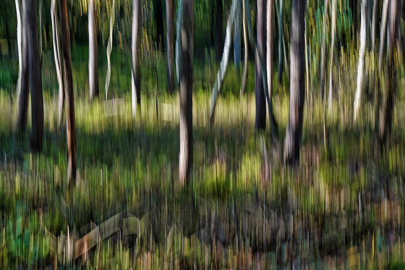 Des arbres mystiques qui dansent dans la forêt d'automne par Gert van Santen