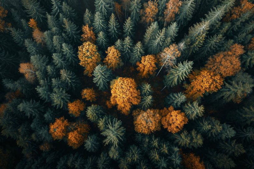 Romantic autumn forest by fernlichtsicht