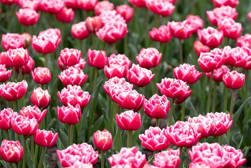 tulipes par M. B. fotografie