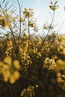 Golden Yellow Rapeseed Field, Summer, Netherlands, Still life, Nature, Photography