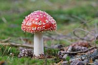 Rood met witte stippen