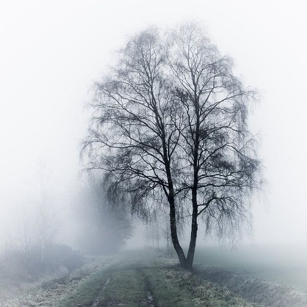 Berk in de mist by Lia Lavoir
