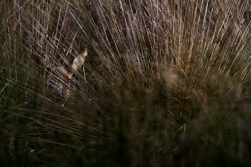 Ree among the pipeweed by Danny Slijfer Natuurfotografie