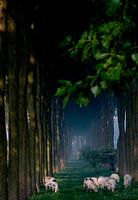 Dutch landscape with cows in evening light.
