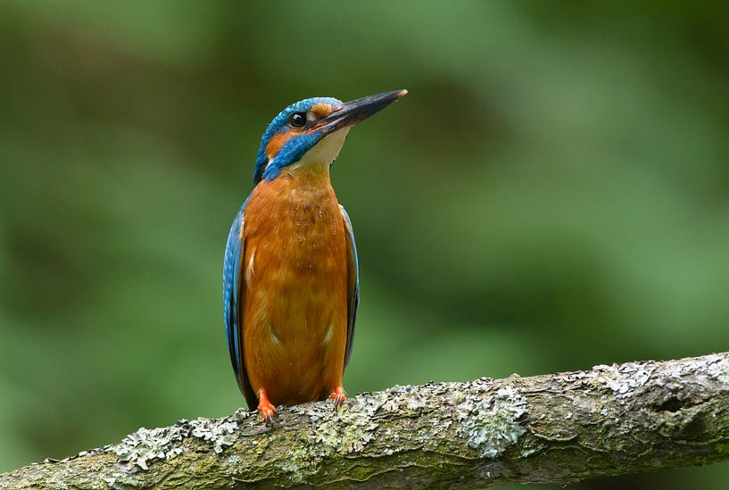 Waakzame Ijsvogel van Remco Van Daalen