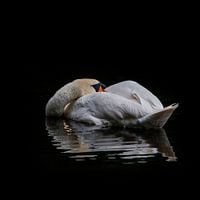 Schwan im Wald von Waterloop.