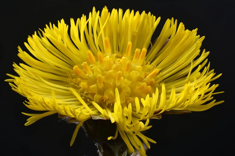 Petit fer à cheval par Huub Westendorp