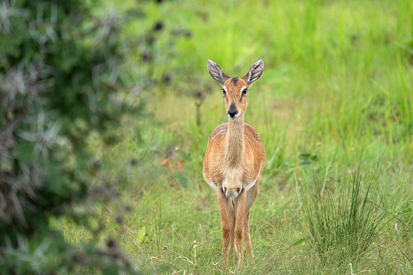 Oribi (Ourebia Ourebi), Uganda by Alexander Ludwig