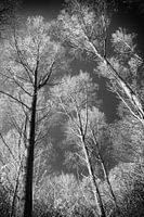 Bäume, die in den Himmel ragen Infrarotfotografie