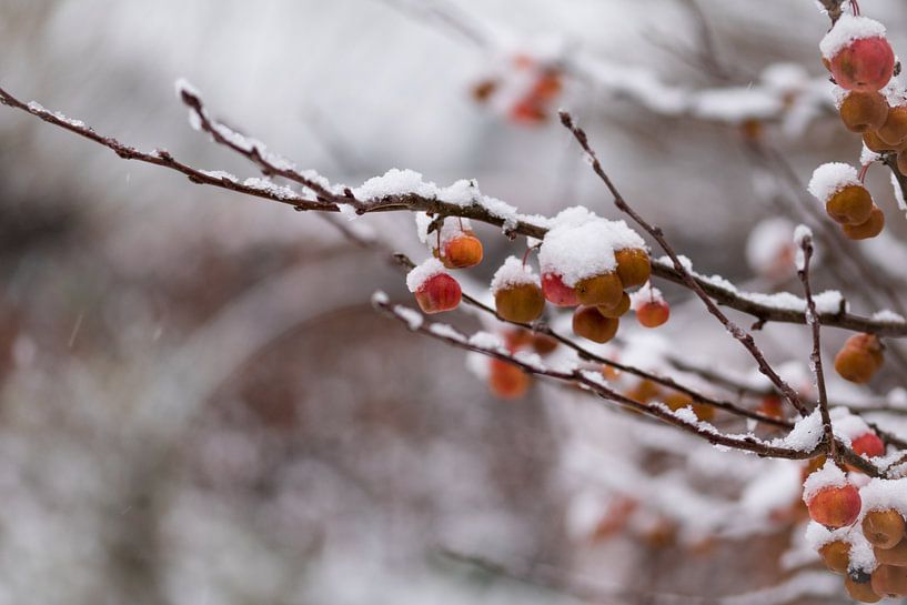 Schnee auf dem Holzapfel von Jim Plaum