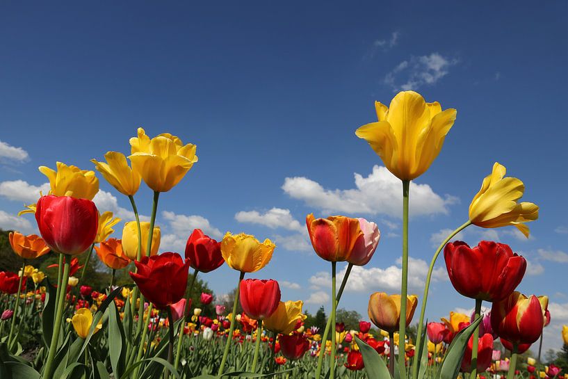 Tulpenwiese von Marcel Schauer