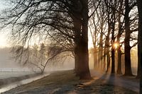 Der mystische Wald der Morgendämmerung