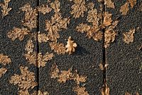 Herbst auf der Straße