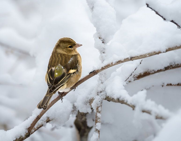 Close-up van een vrouwtjesvink in de sneeuw van ManfredFotos
