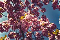 Blütenpracht: Eine Frühlingsexpedition Rosa 07