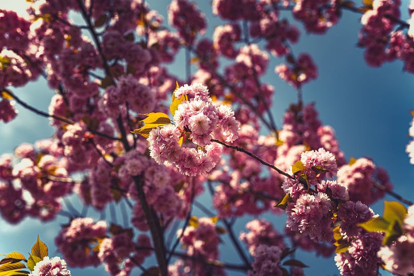 Splendeur des fleurs : une expédition printanière Pink 07 par FotoDennis.com | Werk op de Muur