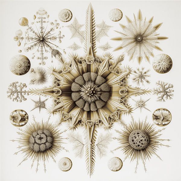 Organische Naturformen in Sepia von Vlindertuin-Art