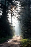 Sunbeams in the forest