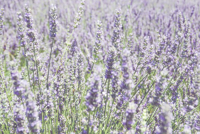 Lavendelweichheit von Ellinor Creation