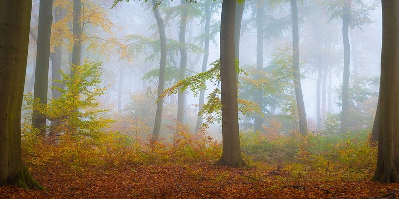 Arbres dans le brouillard - Panorama par Martin Wasilewski