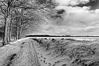 Dwingelderveld en hiver noir et blanc
