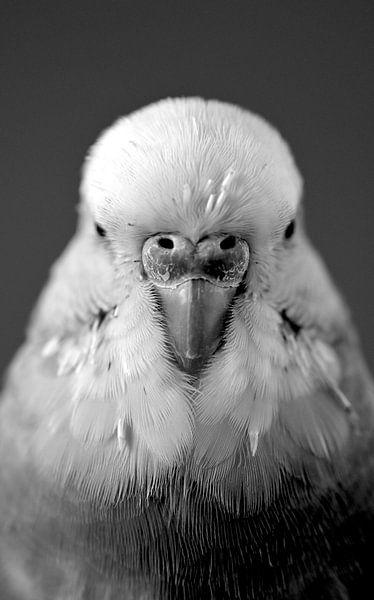 Look at the &quot;Birdie&quot;! by Larissa Krom